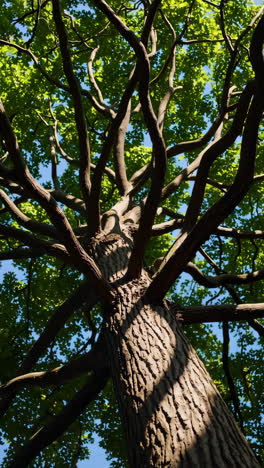 looking up at a majestic tree canopy