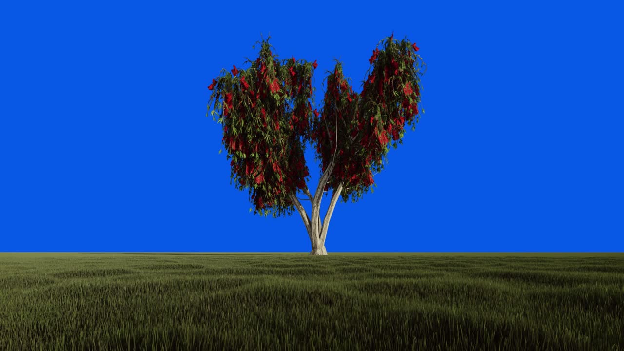 Bottlebrush tree with flowers against the blue sky, loop, Chroma Key, Blue Screen, 4K