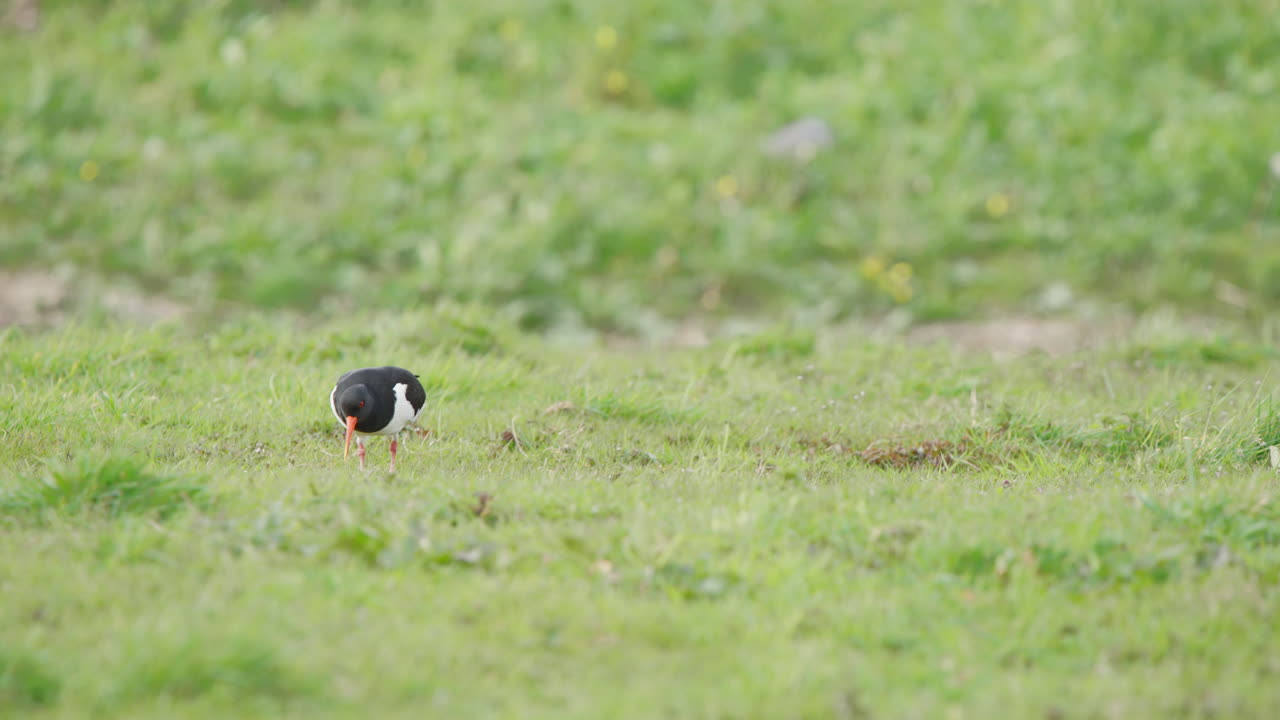 Oystercatcher bird grazing in meadow, pecking with beak at grass