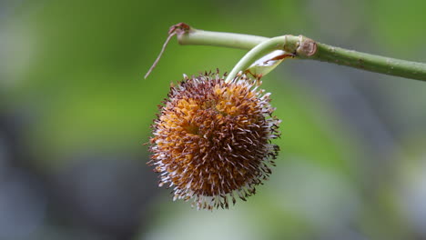 a dried nauclea flower on a stem naturally withers on a garden in singapore - close up shot