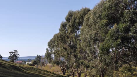 timelapse of paddock with native australian eucalyptus gum trees blowing in wind leaves with wild wallaby hop into view and ocean and mountain background