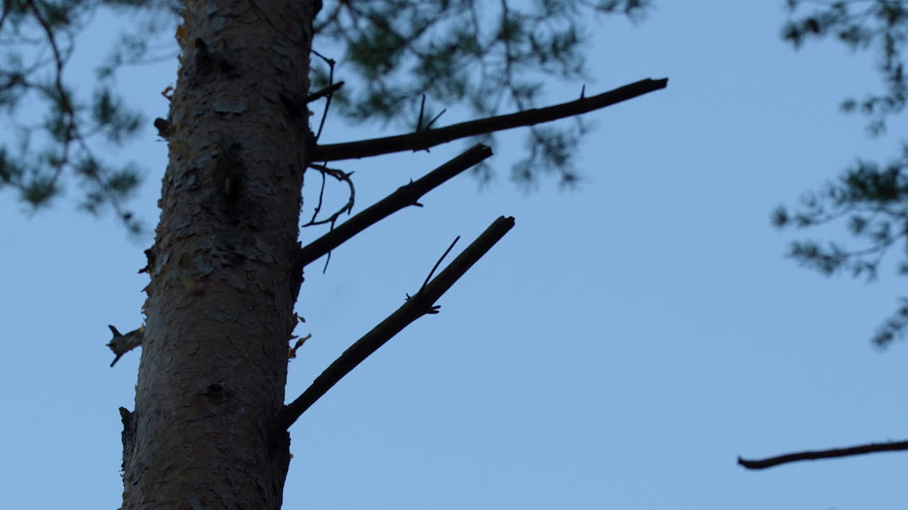 Silhouette of a tree trunk at dusk with sparse branches