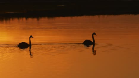 graceful silhouette swans swimming across lake, orange sunset at bird sanctuary