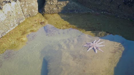 Estrella-De-Mar-En-Muriwai-Auckland-Nueva-Zelanda,-Aguas-Poco-Profundas