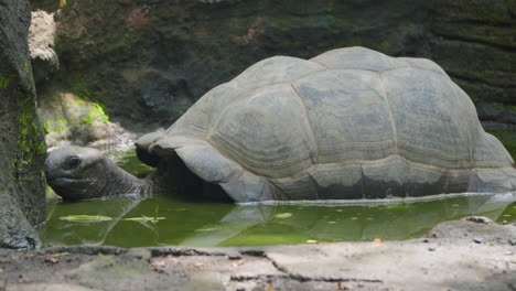 Aldabra-Giant-Tortoise-Feeding-at-Bali-Safari-and-Marine-Park-in-Siangan,-Indonesia