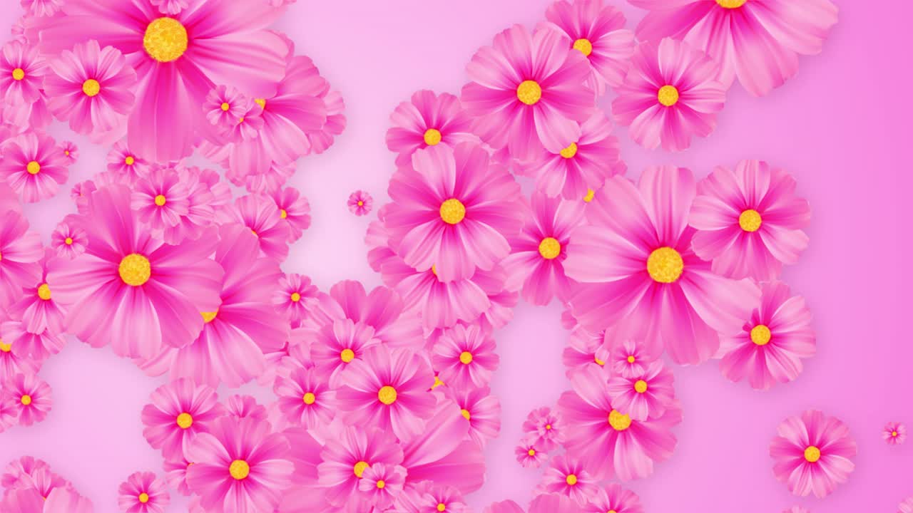 Beautiful pink cosmos flower in meadow field blooming in springtime falling down concert decoration