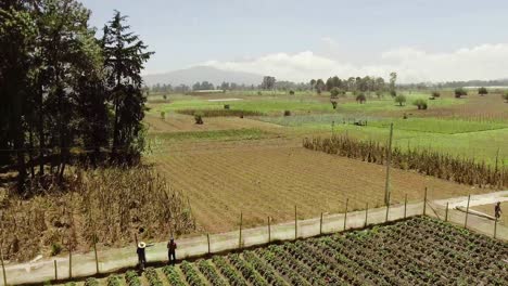 an aerial shot of worker collecting vegetables in a farm field and the drone goes up and reveal another farms in the horizone