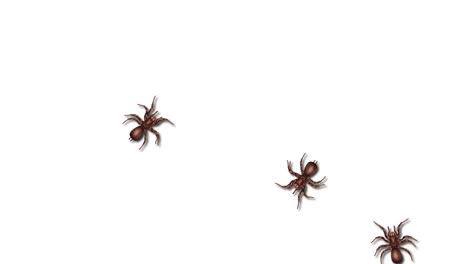 brown spiders crawling on a white background