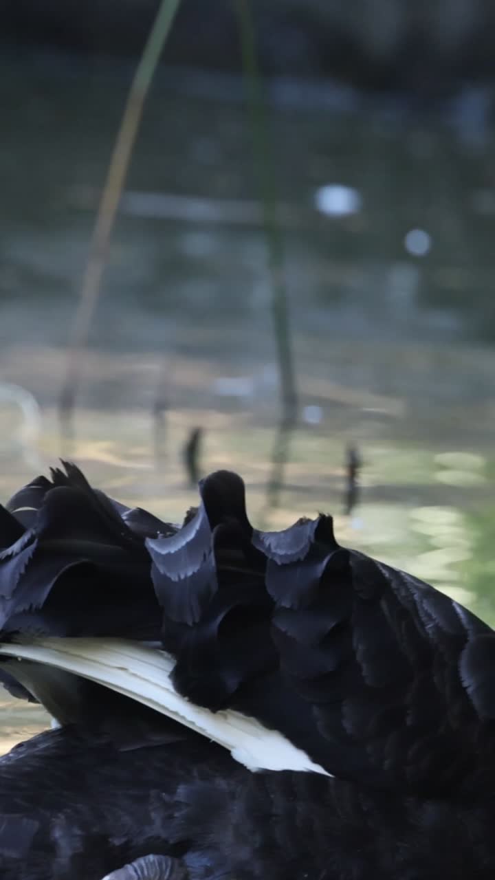 A graceful black swan with a red beak preens its feathers on a calm pond