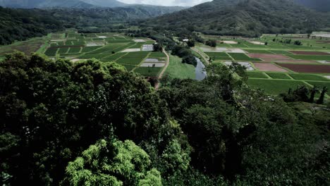 volando bajo descendiendo, revelando fértiles campos de raíces de taro en forma geométrica, princeville, kauai, aéreo