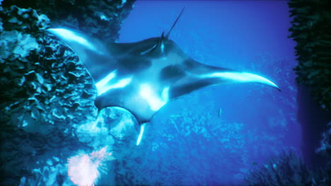 graciosa manta rayas deslizándose a través de las vibrantes aguas de arrecifes de coral