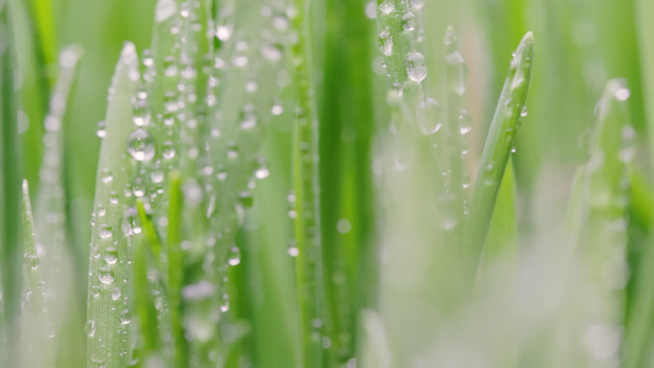 녹색 잔디 클로즈업 슈퍼 매크로 촬영.