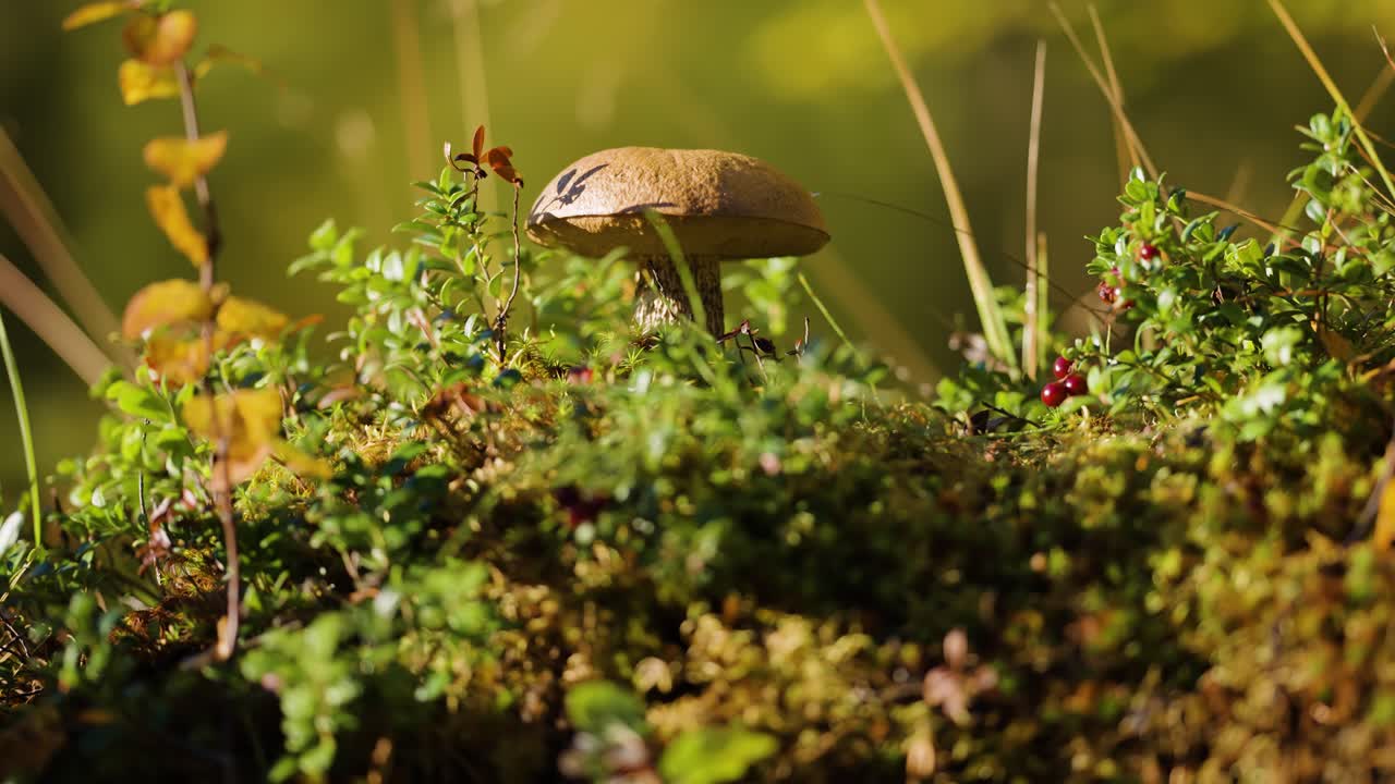 A small brown mushroom and cranberries in the colorful autumn undergrowth
