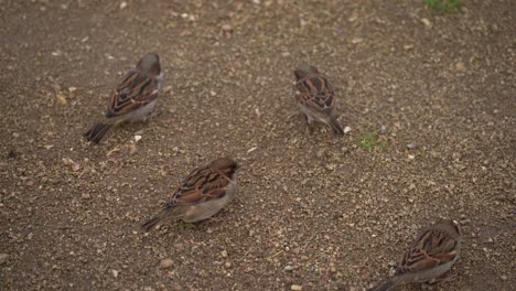 group of house sparrow passer domesticus pecking on dirt ground closeup