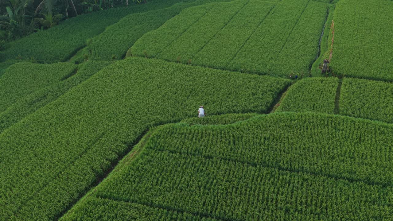 Indonesian farmer working in green mancingan rice terrace