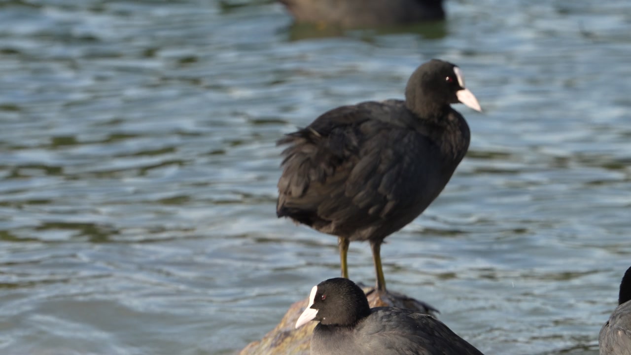 Eurasian Coots, with their distinct black feathers and bright white beaks and frontal shields, are captured resting on rocks at the edge of Lake Walensee, Switzerland.