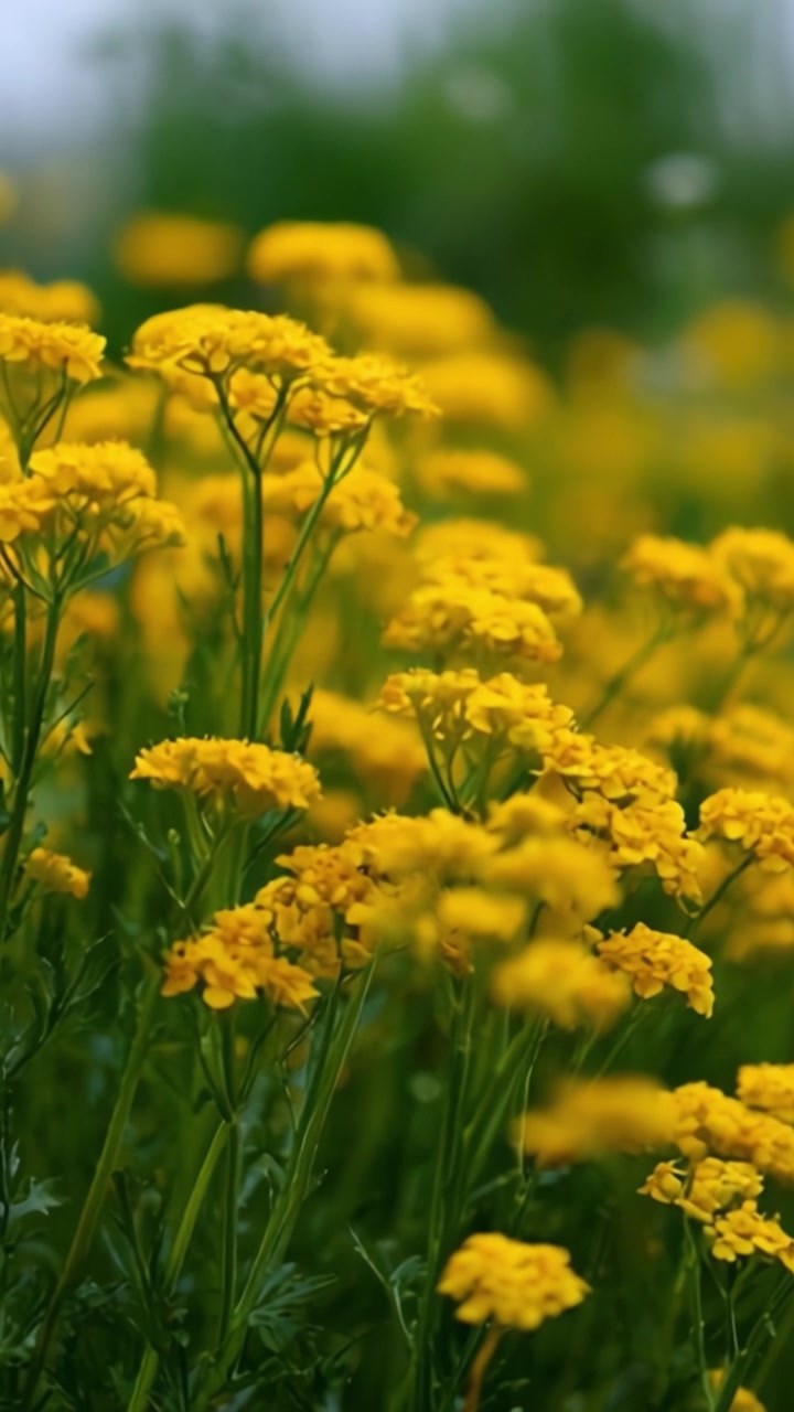 Fiori gialli vivaci che sbocciano in un campo verde lussureggiante, catturando la bellezza della natura con i loro colori brillanti e petali delicati in un ambiente sereno.
