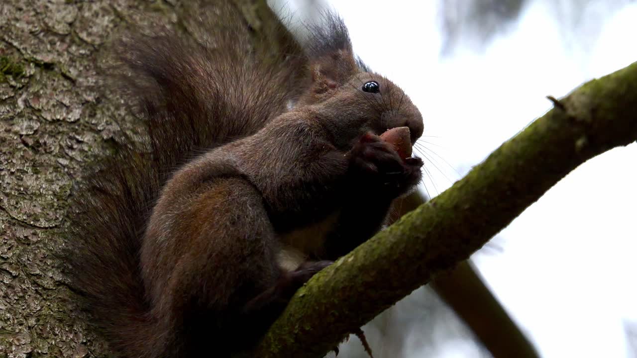 ardilla roja eurasiática sentada en el árbol y alimentándose de nueces