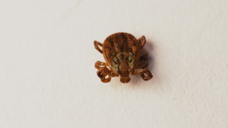 vista dorsal de la garrapata de la pradera con partes fácilmente visibles del idiosoma con escudo