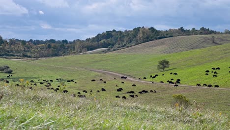 Amerikanische-Bisonherde-Auf-Sanften-Hügeln-Im-Grasland