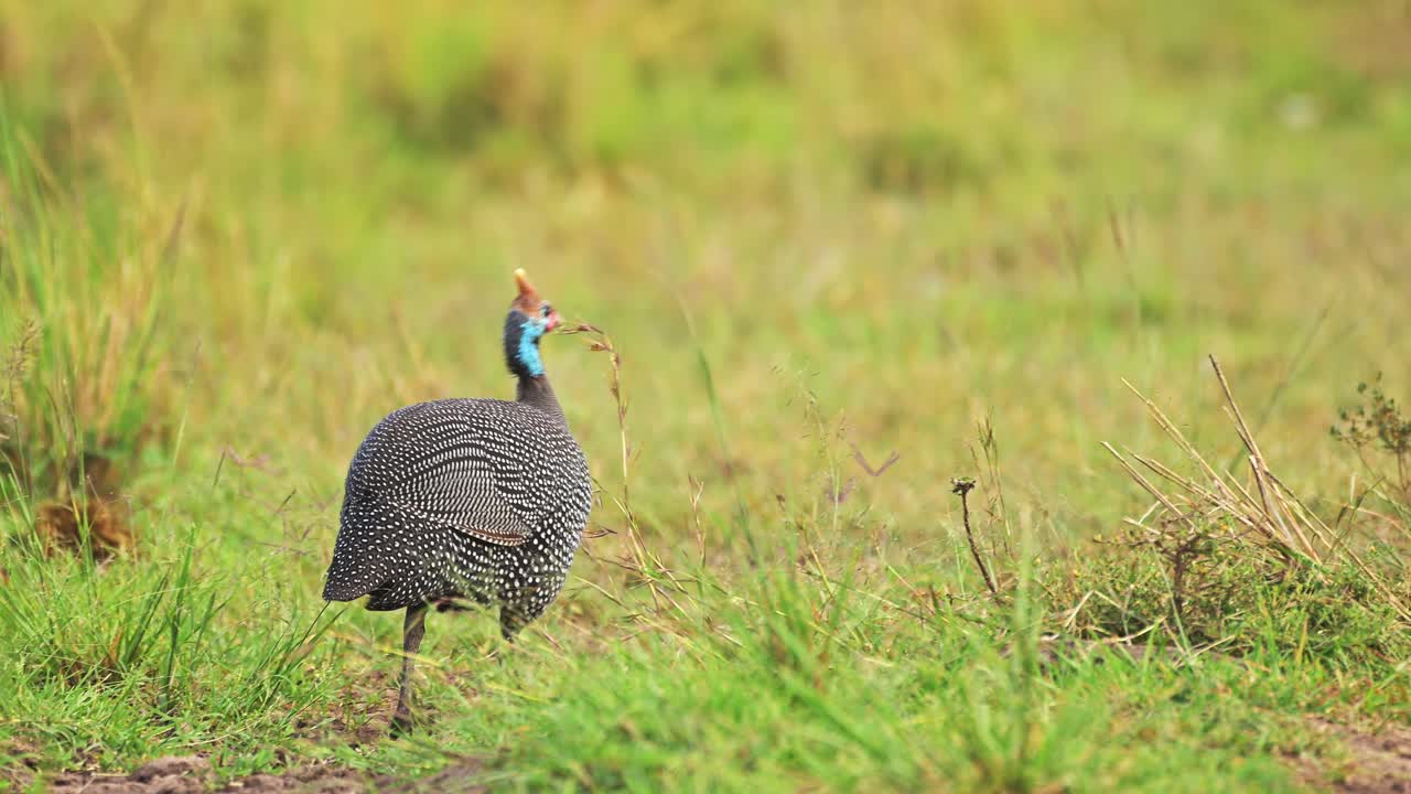 Slow Motion Shot of Guinea Fowl pecking at grass and dirt path, interesting African Wildlife with beautiful colours colorful in Maasai Mara, Kenya, Africa Safari Animals in Masai Mara
