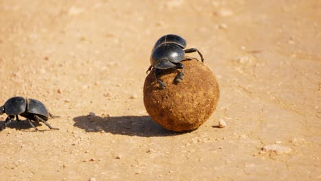 Un-Escarabajo-Pelotero-No-Volador-Lucha-Por-Rodar-Y-Mover-Una-Bola-De-Estiércol-En-El-Parque-De-Elefantes-Addo,-Sudáfrica,-Mientras-Otro-Se-Aleja-Lentamente