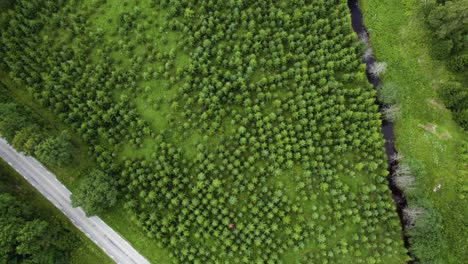 overhead aerial view of replanted pine trees in clearcut forest in sweden