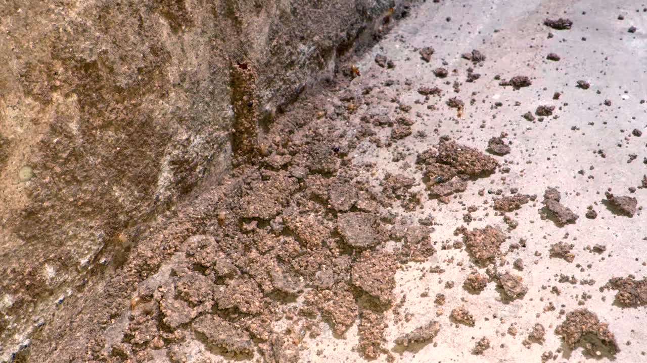 limpiando un piso después de destruir túneles de lodo de una colonia de termitas en las paredes de un garaje en una casa filmada en una lente super macro casi al estilo de la geografía nacional