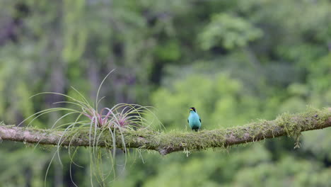 Green-Honeycreeper-male,-perched-on-a-branch-with-a-Bromelia