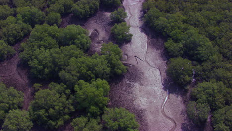 Aerial-drive-over-the-dry-lake-surrounded-by-huge-mangroves-forest,-reflecting-sun-in-the-curves-of-water