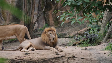 un león descansando en un zoológico