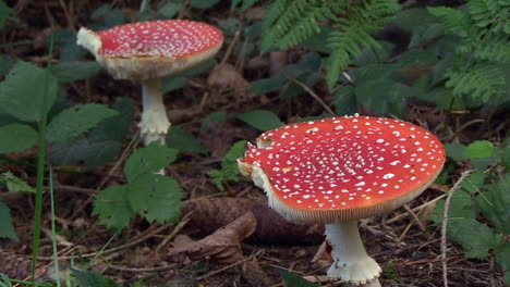 two full-grown fly mushrooms with bite marks, amanita muscaria