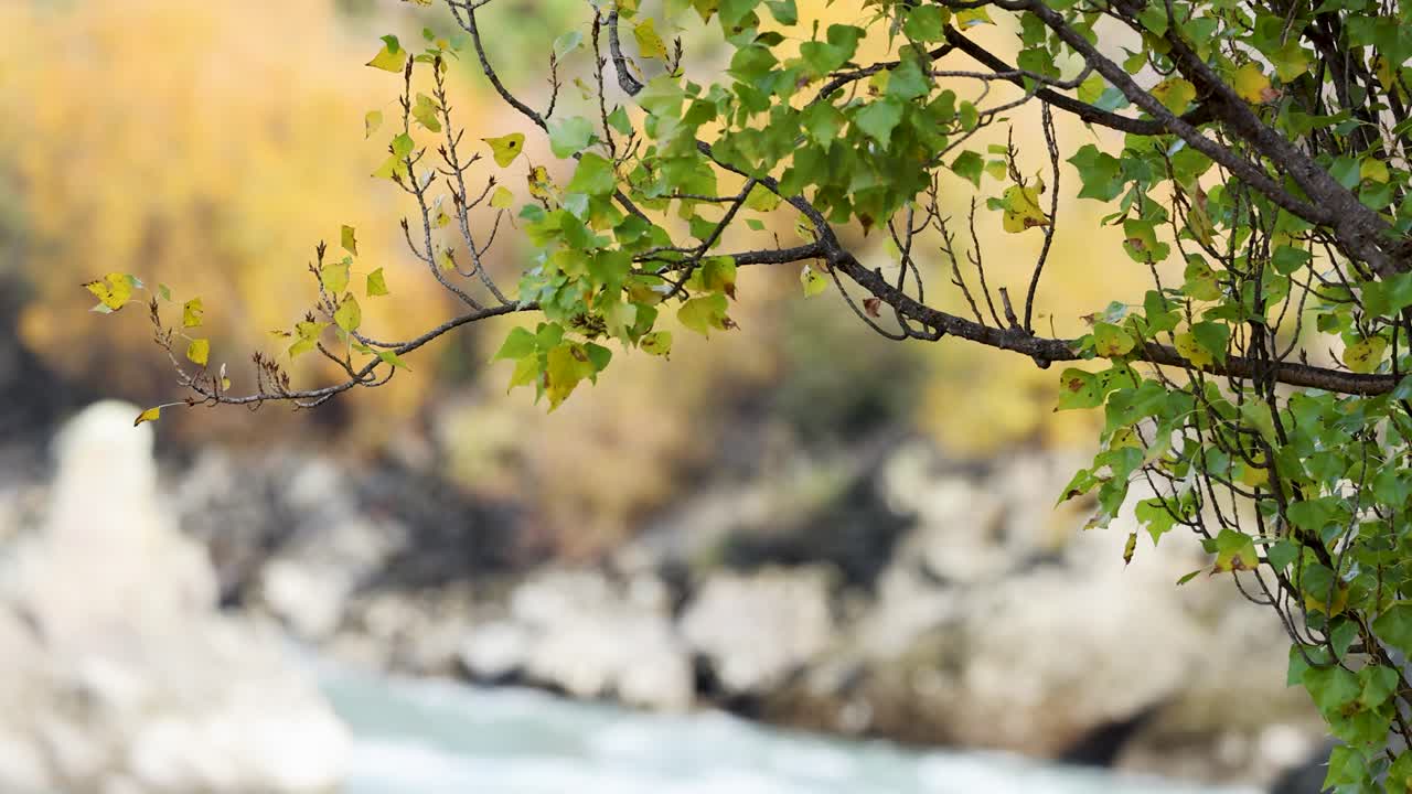 Green and yellow leaves gently sway on branches against a blurred river and foliage background, evoking a serene autumn atmosphere