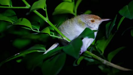 dormir tout en étant perché sur une petite branche tournée vers la droite puis se déplace un peu pour ouvrir son œil puis gazouille un peu, tailleur commun orthotomus sutorius, thaïlande