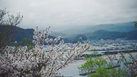 flores de cerezo con una vista panorámica de saikazaki, japón en el fondo