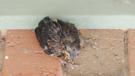 small blackbird chick slowly becoming exhausted and falling to sleep