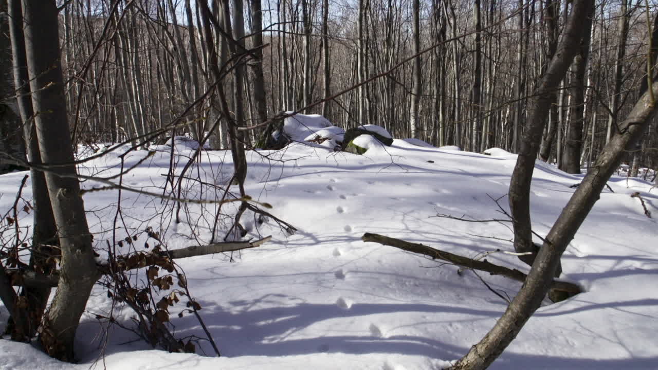 겨울 동안 산에 있는 아름답고 눈 덮인 소나무 숲의 영상
