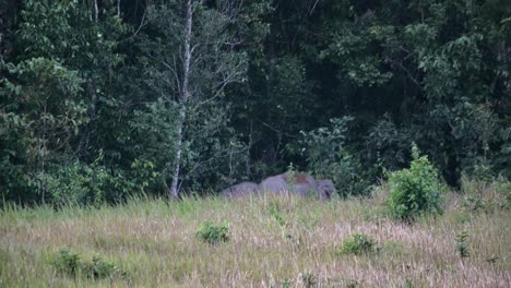 seen at the edge of the forest putting soil on their backs just before dark, indian elephant elephas maximus indicus, thailand