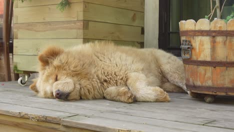 sleepy chow chow on a wooden deck