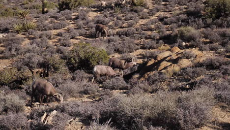 Dickhornschafe-Grasen-Und-Streifen-Im-Joshua-Tree-National-Park