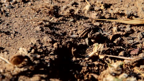 Ants,-black-ants-carrying-food-and-supplies-into-their-ant-colony