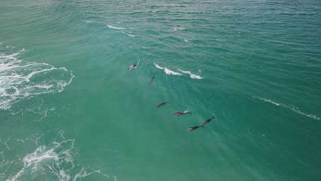 aerial drone footage of a small pod of dolphins including a mother and baby dolphin in albany western australia pt6