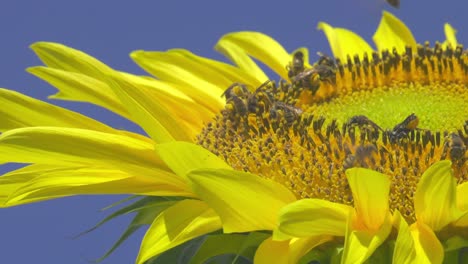 close-up; bees buzzing and feeding on sunflower