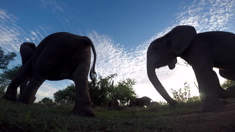 picturesque low angle view of backlit elephants passing by a gopro in africa