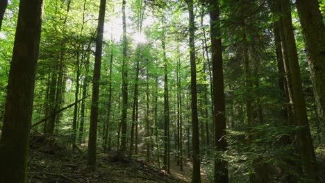 sunlight streams throough the canopy of a tall green forest