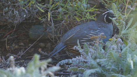 -California-quail-male-looking-around
