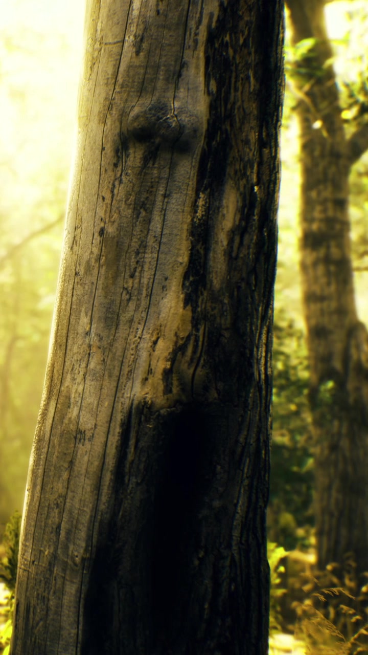 La luce del sole che filtra tra gli alberi della foresta rivela un tronco di legno unico
