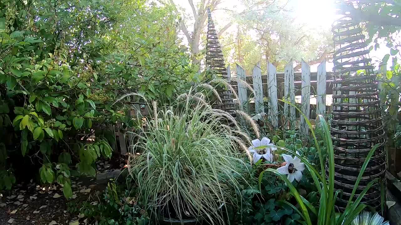 un jardín doméstico detrás de una valla en el sol durante el día filmado con una lente de gran ángulo