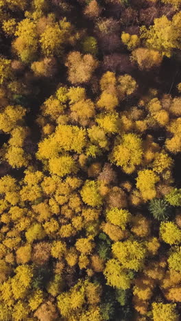 autumn forest aerial view