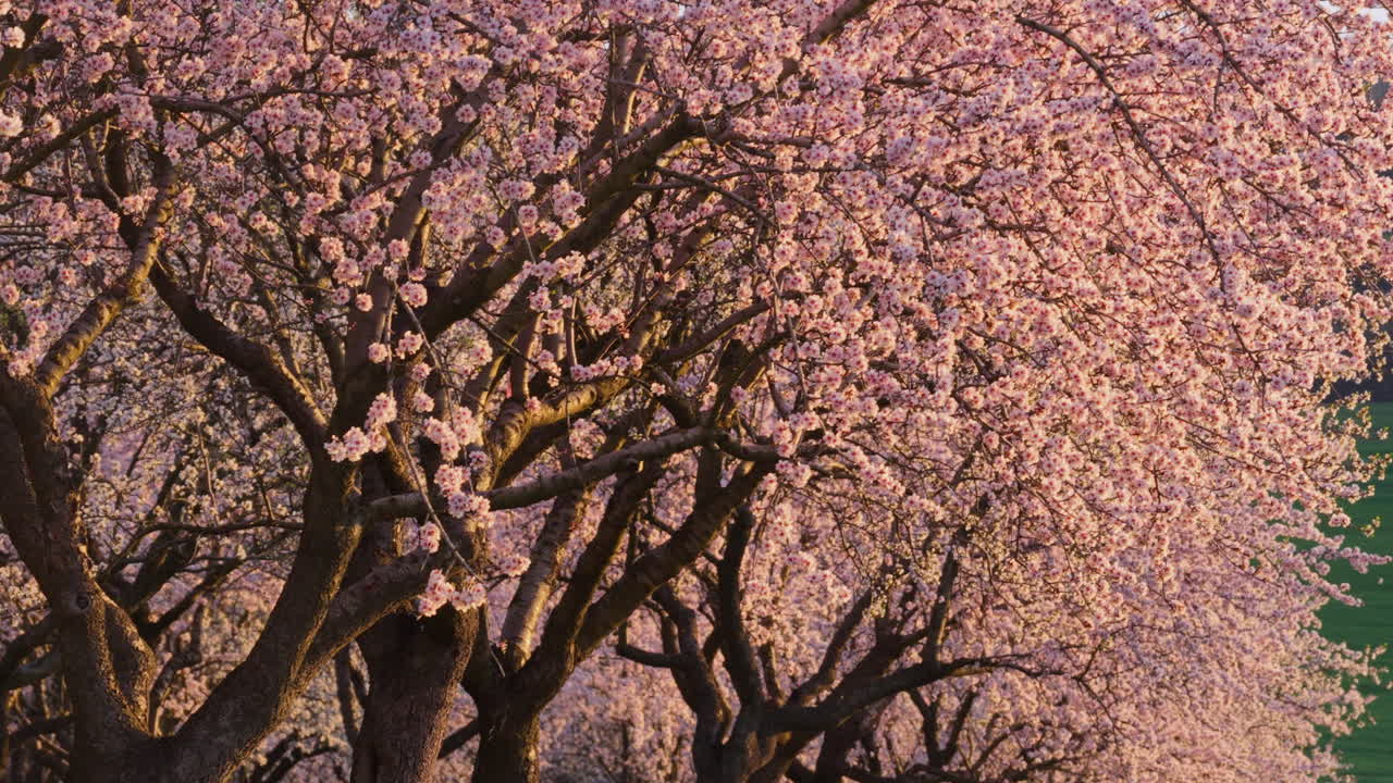 Ripresa aerea con drone di un fitto mandorleto durante la stagione della fioritura primaverile. I fiori rosa e bianchi sono avvolti nel bagliore soffuso e dorato del sole del tardo pomeriggio. Moldova